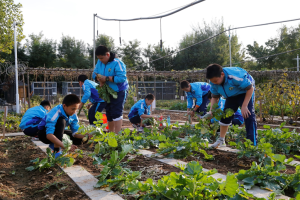 潍坊市峡山区271双语小学举办“劳动课”活动