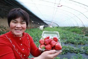 沧州肃宁：“草莓姐”创业园里结硕果